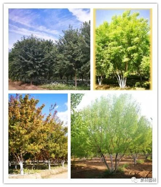 会员资讯｜京林园林优选节水耐旱苗木，推动节约园林建设